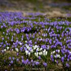 Krokusse im Allgäu!