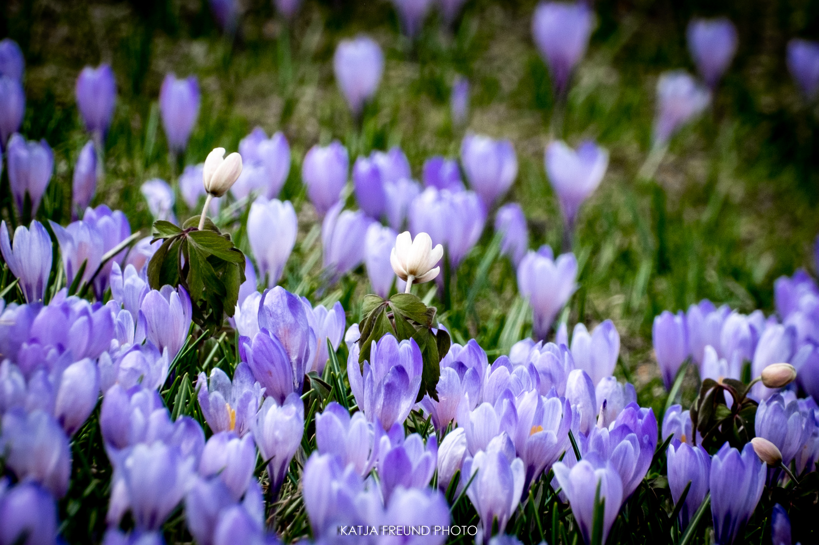 Krokusse im Allgäu!