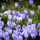 Krokusse im Allgäu!