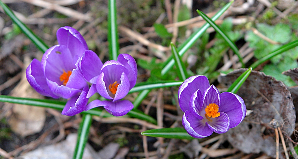 krokusse im april