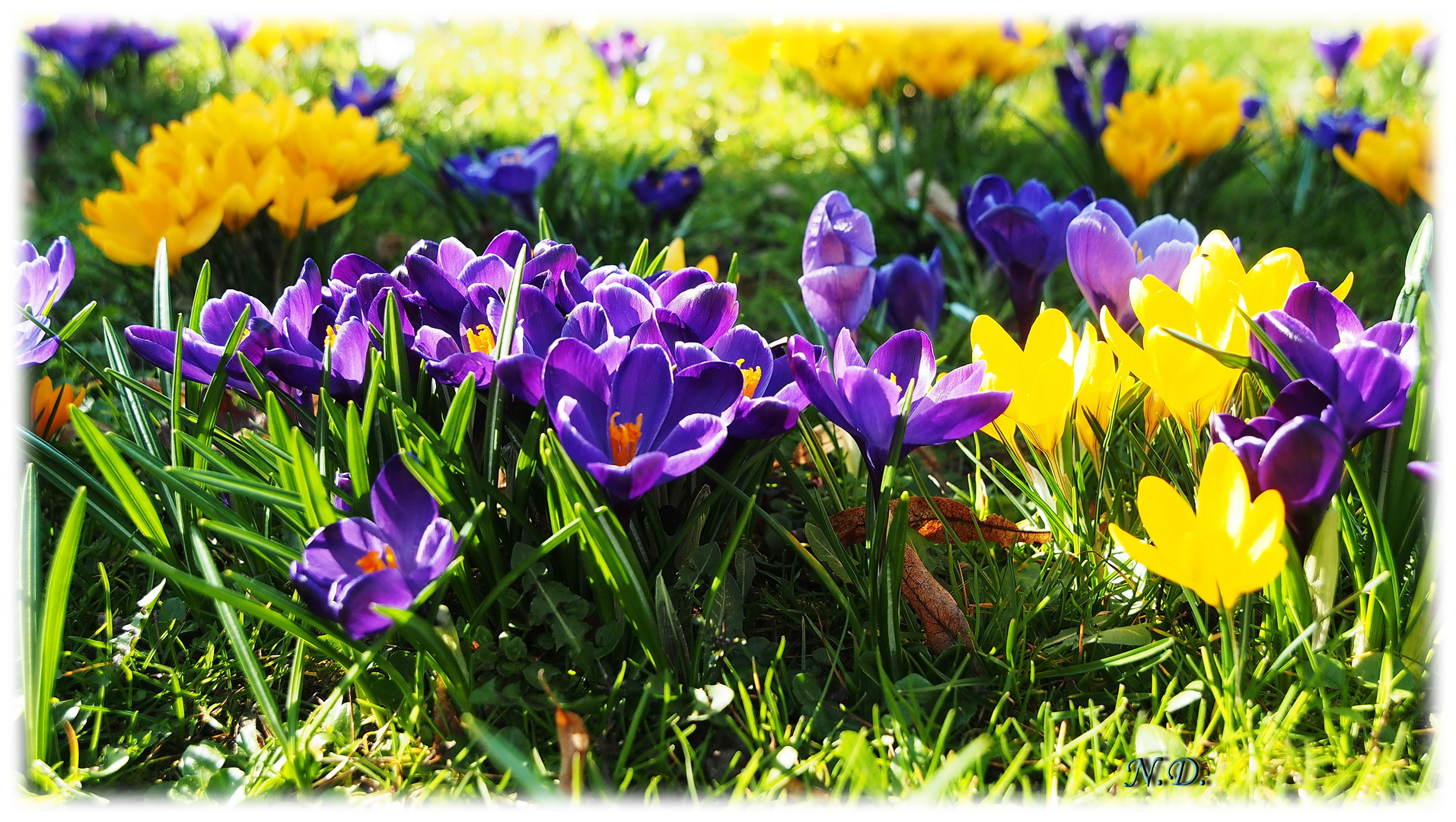 Krokusse im Augsburger Botanischen Garten