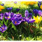 Krokusse im Augsburger Botanischen Garten