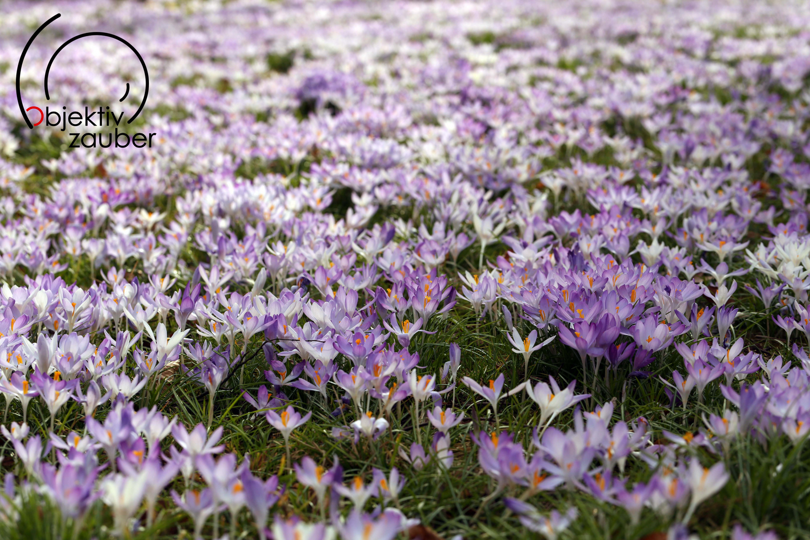 Krokusse im Blickwinkel