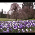 Krokusse im Botanischen Garten..---