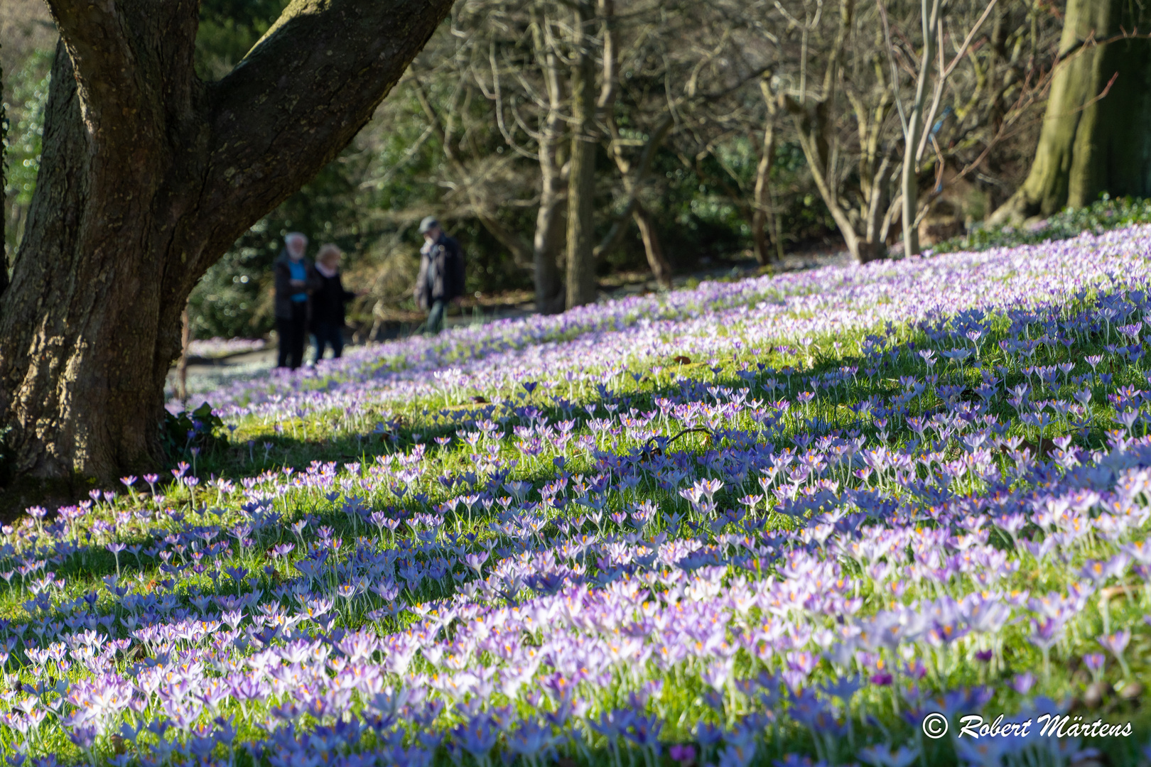 Krokusse im botanischen Garten auf der Hardt