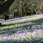 Krokusse im botanischen Garten auf der Hardt