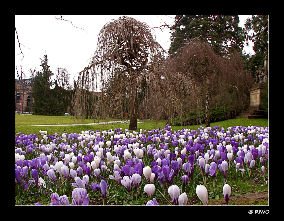 Krokusse im Botanischen Garten Karlsruhe....