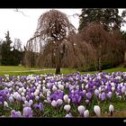 Krokusse im Botanischen Garten Karlsruhe....