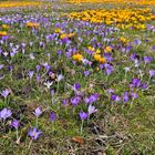 Krokusse im Britzer Garten....