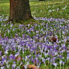 Krokusse im Britzer Garten....