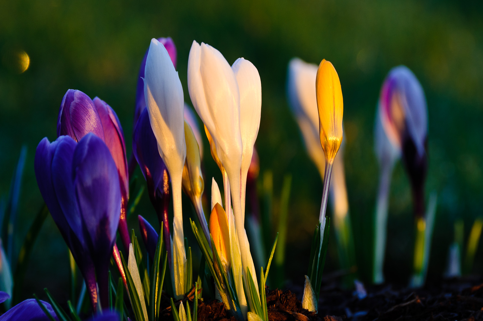 Krokusse im ersten Morgenlicht