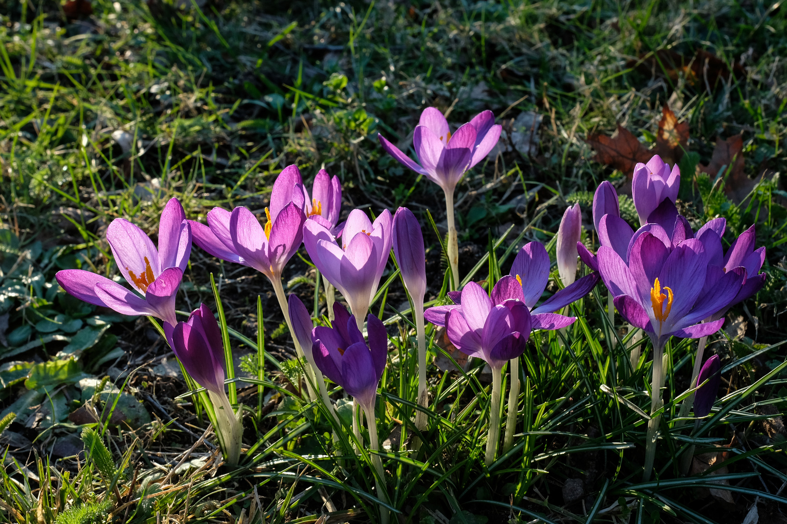  Krokusse im Februar