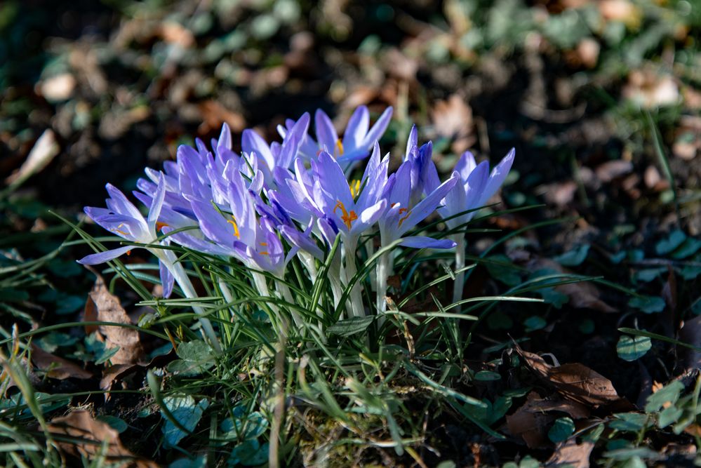 Krokusse im Februar Foto & Bild pflanzen, natur, blüten Bilder auf