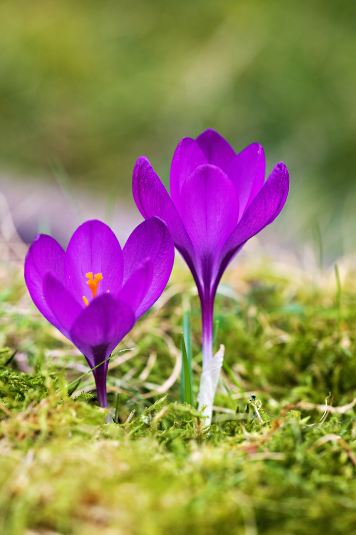 Krokusse im Focus Foto & Bild jahreszeiten, frühling, fotos Bilder