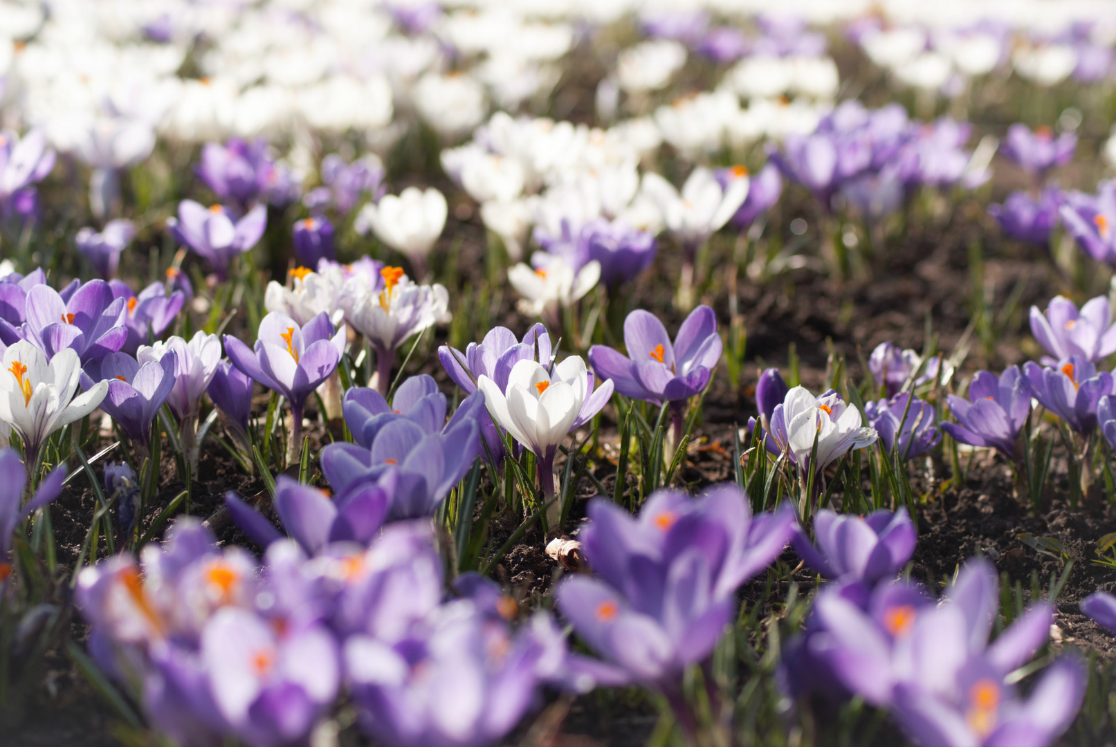 Krokusse im Frühjahr