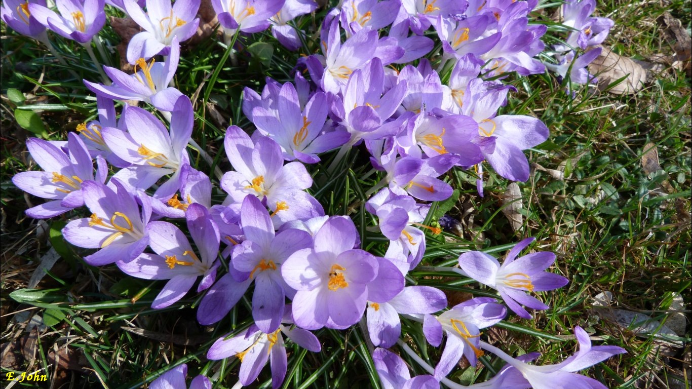 Krokusse im Frühling 2012