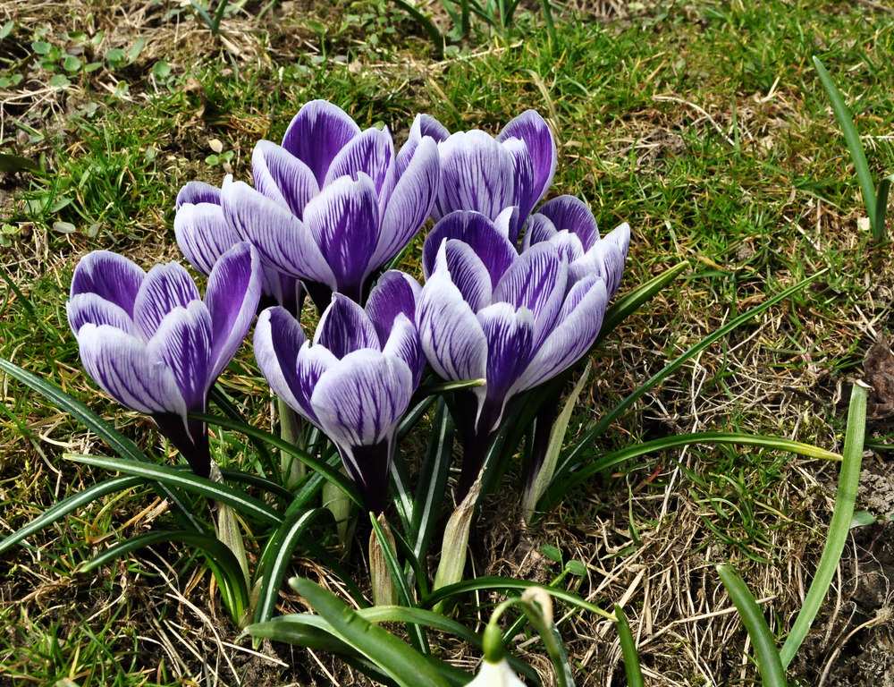 ~~~~~~~~~~~~~~~~~ Krokusse im Frühling ~~~~~~~~~~~~~~~~~~