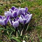 ~~~~~~~~~~~~~~~~~ Krokusse im Frühling ~~~~~~~~~~~~~~~~~~