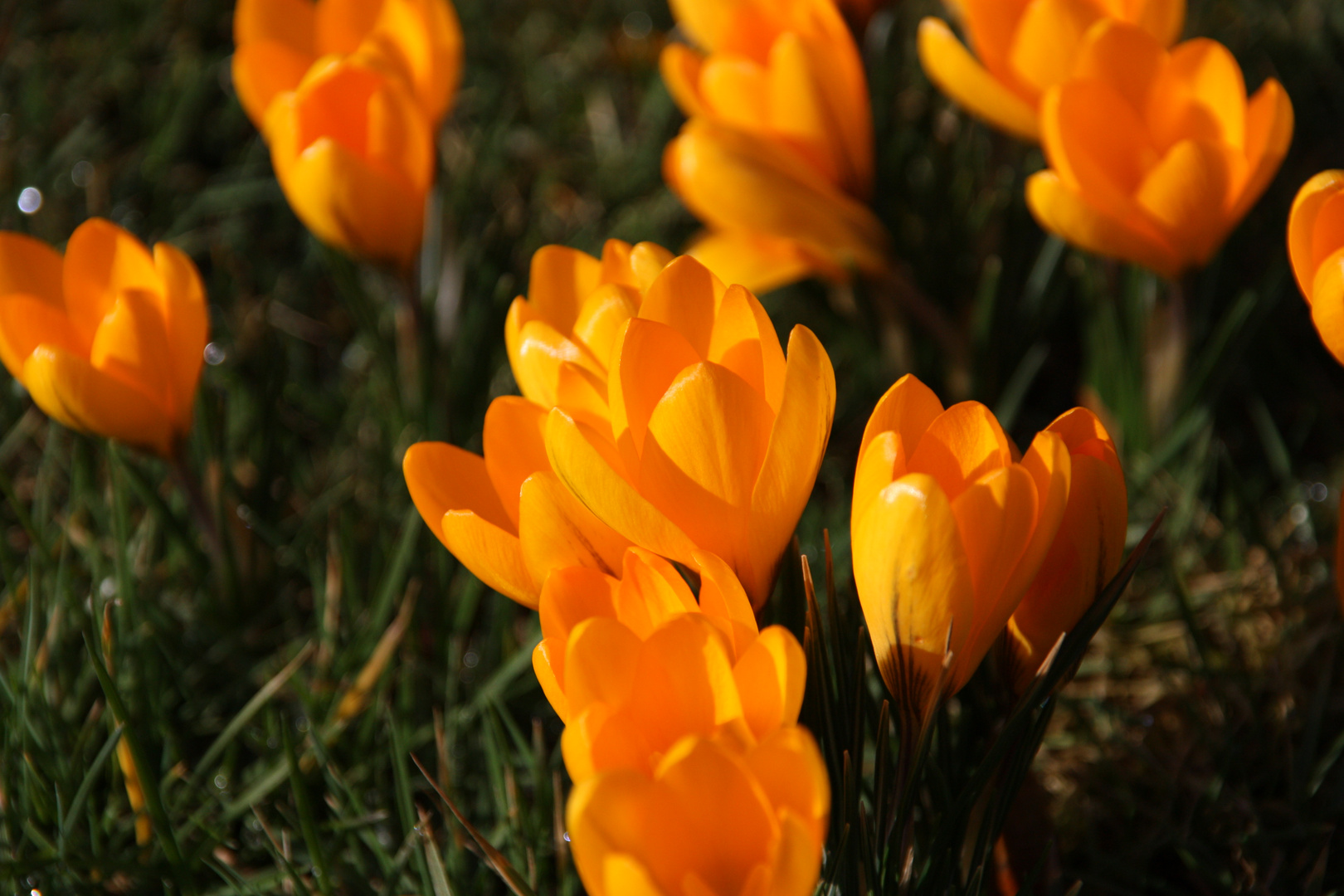 Krokusse im Frühling