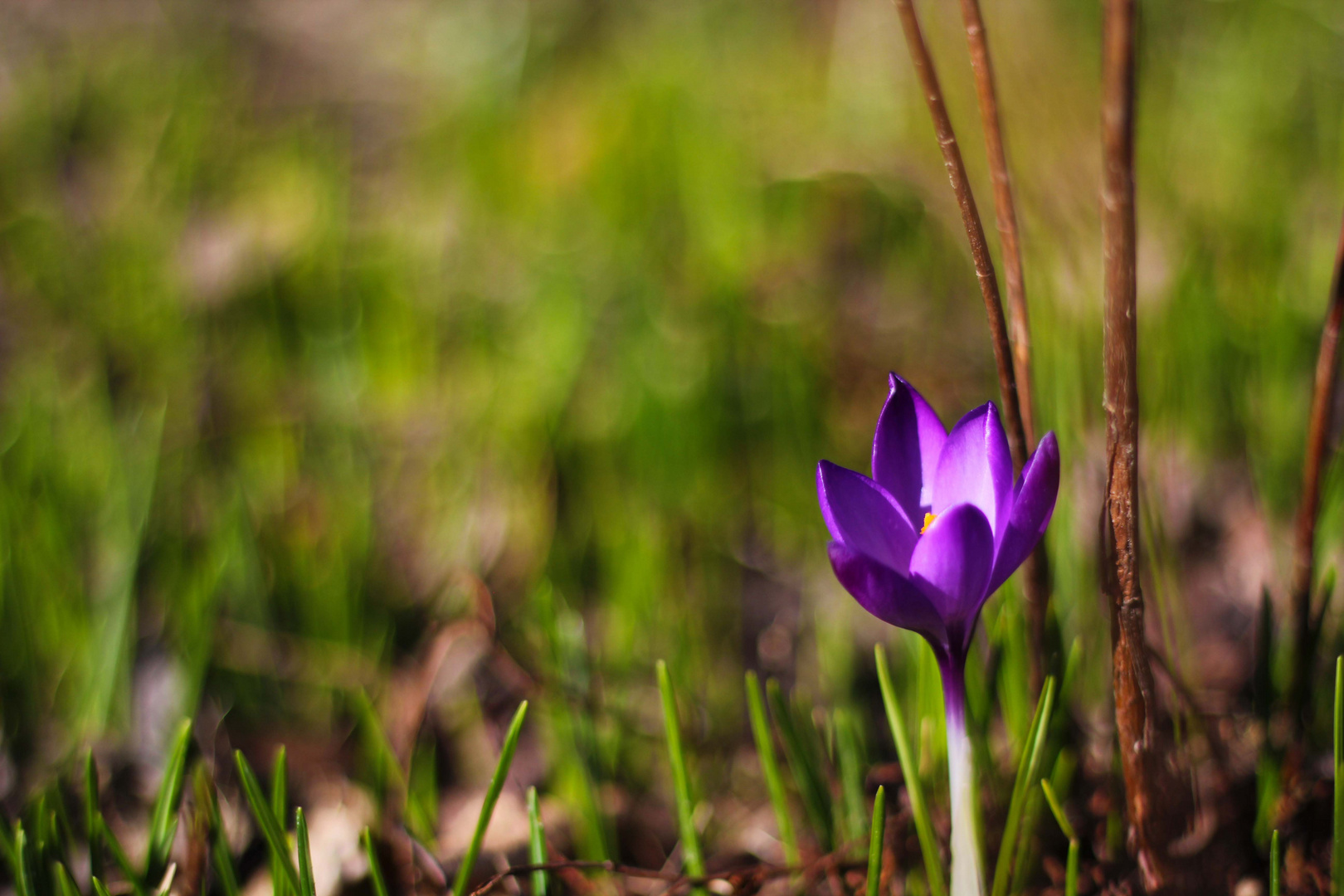 Krokusse im Frühling²