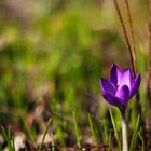 Krokusse im Frühling²