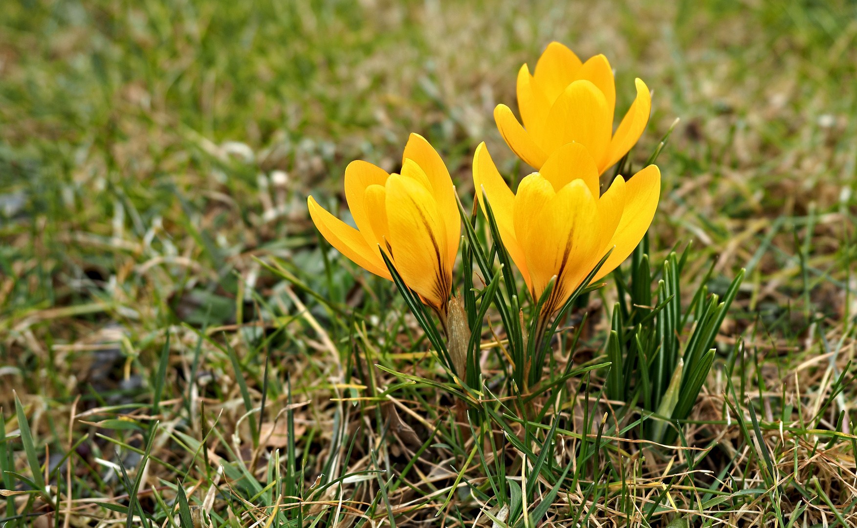 Krokusse im Frühling