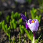 Krokusse im Frühling