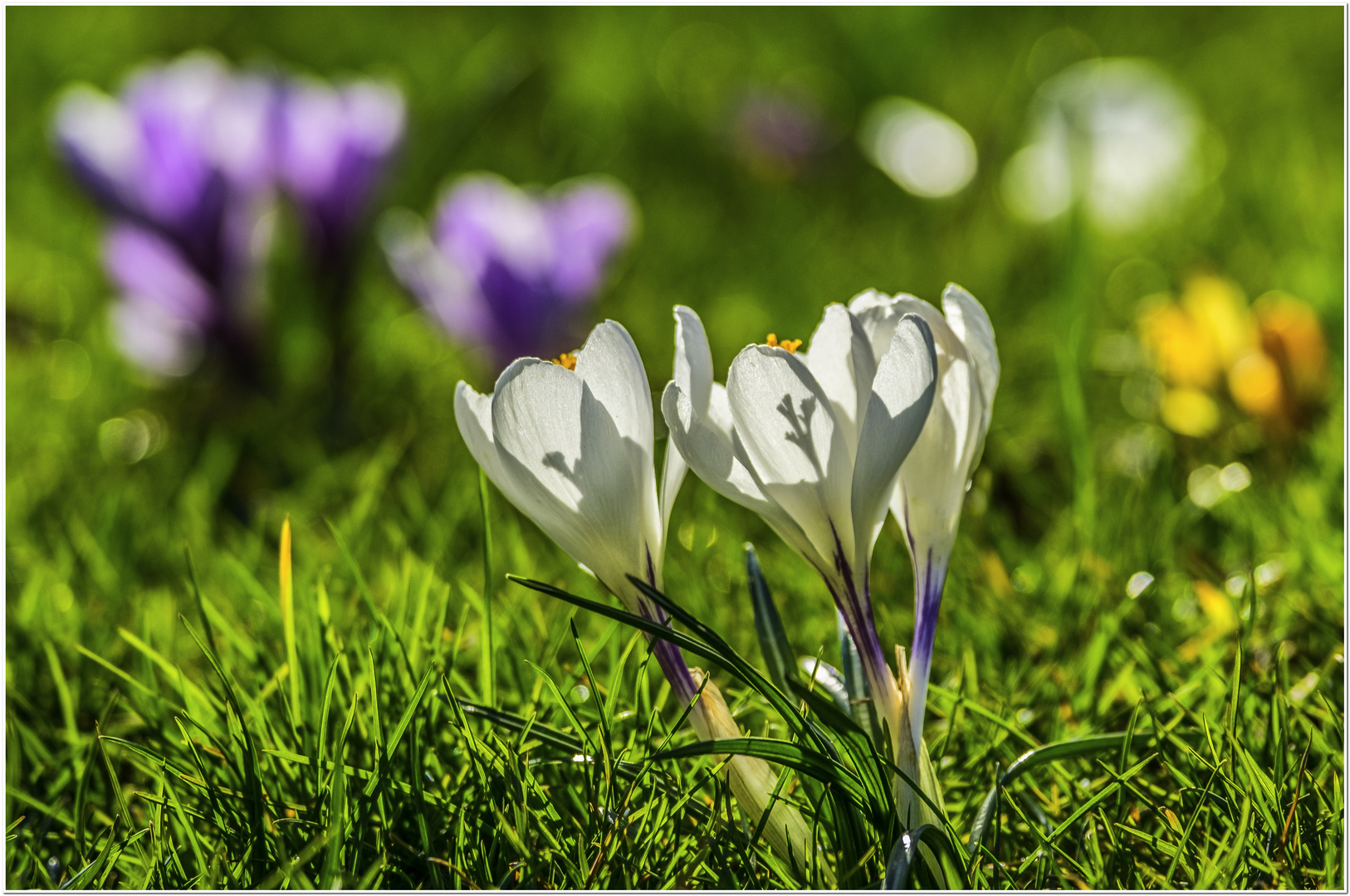 Krokusse im Frühling