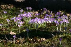 Krokusse im Frühling