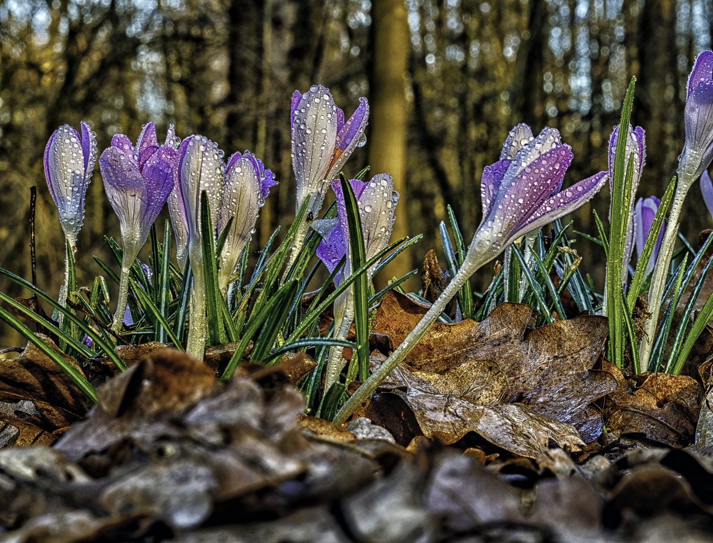 Krokusse im Frühling