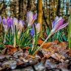 Krokusse im Frühling