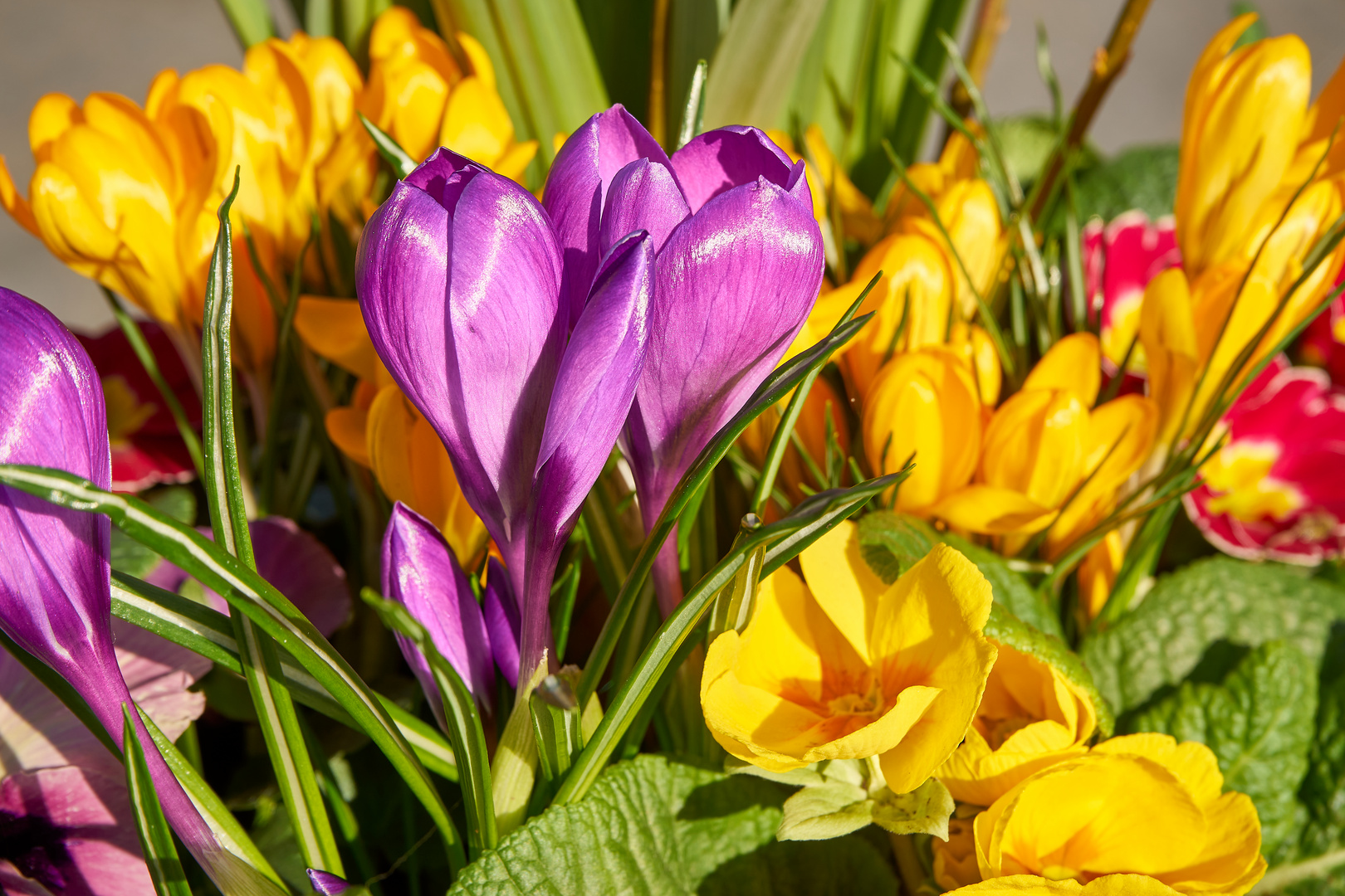 Krokusse im Frühling