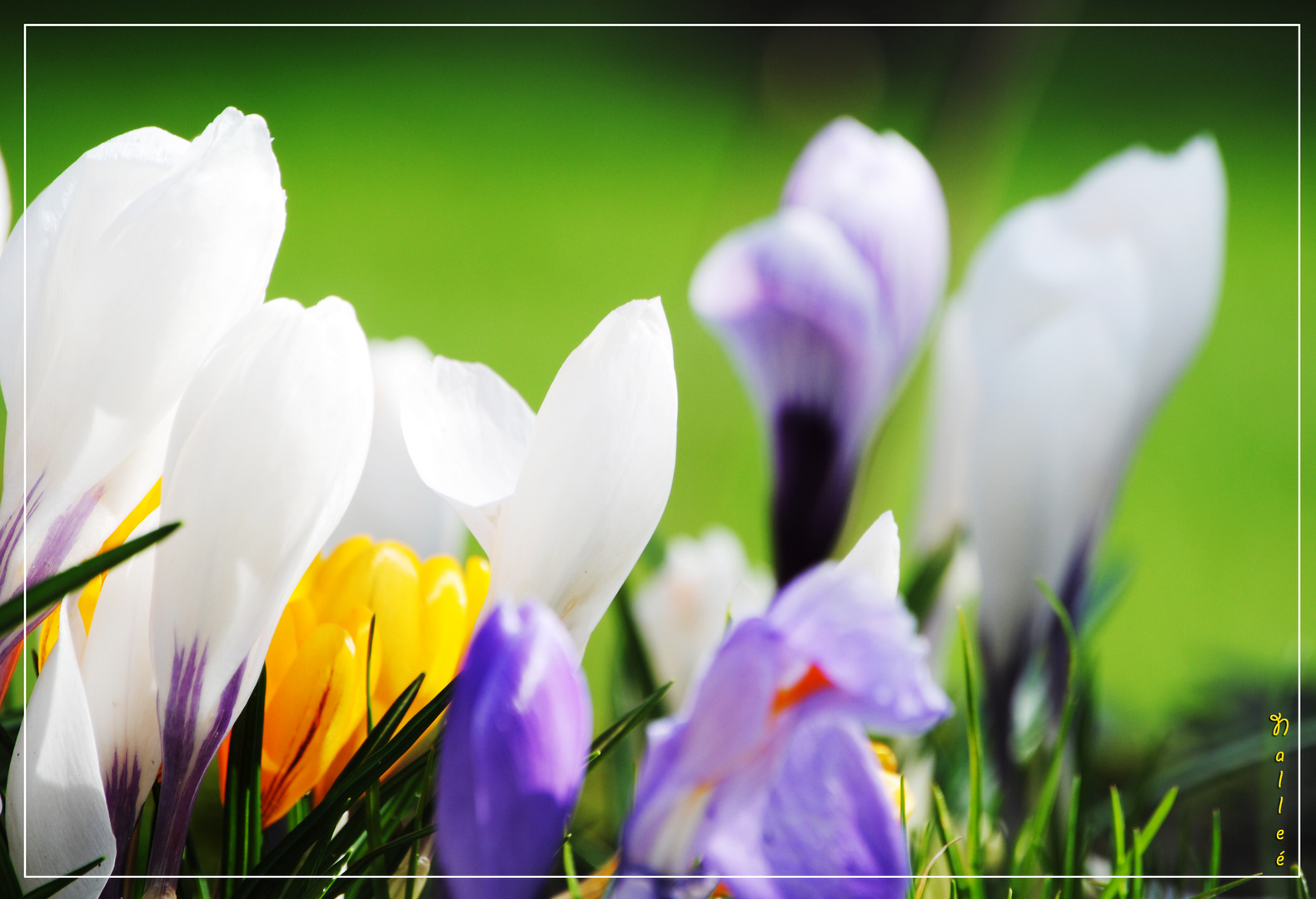 Krokusse im Frühling genau genommen an Karfreitag