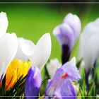 Krokusse im Frühling genau genommen an Karfreitag