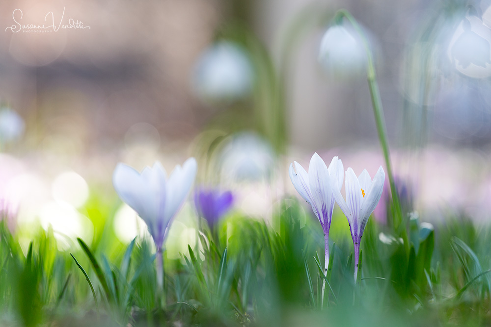 Krokusse im Frühlingsgarten