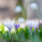 Krokusse im Frühlingsgarten