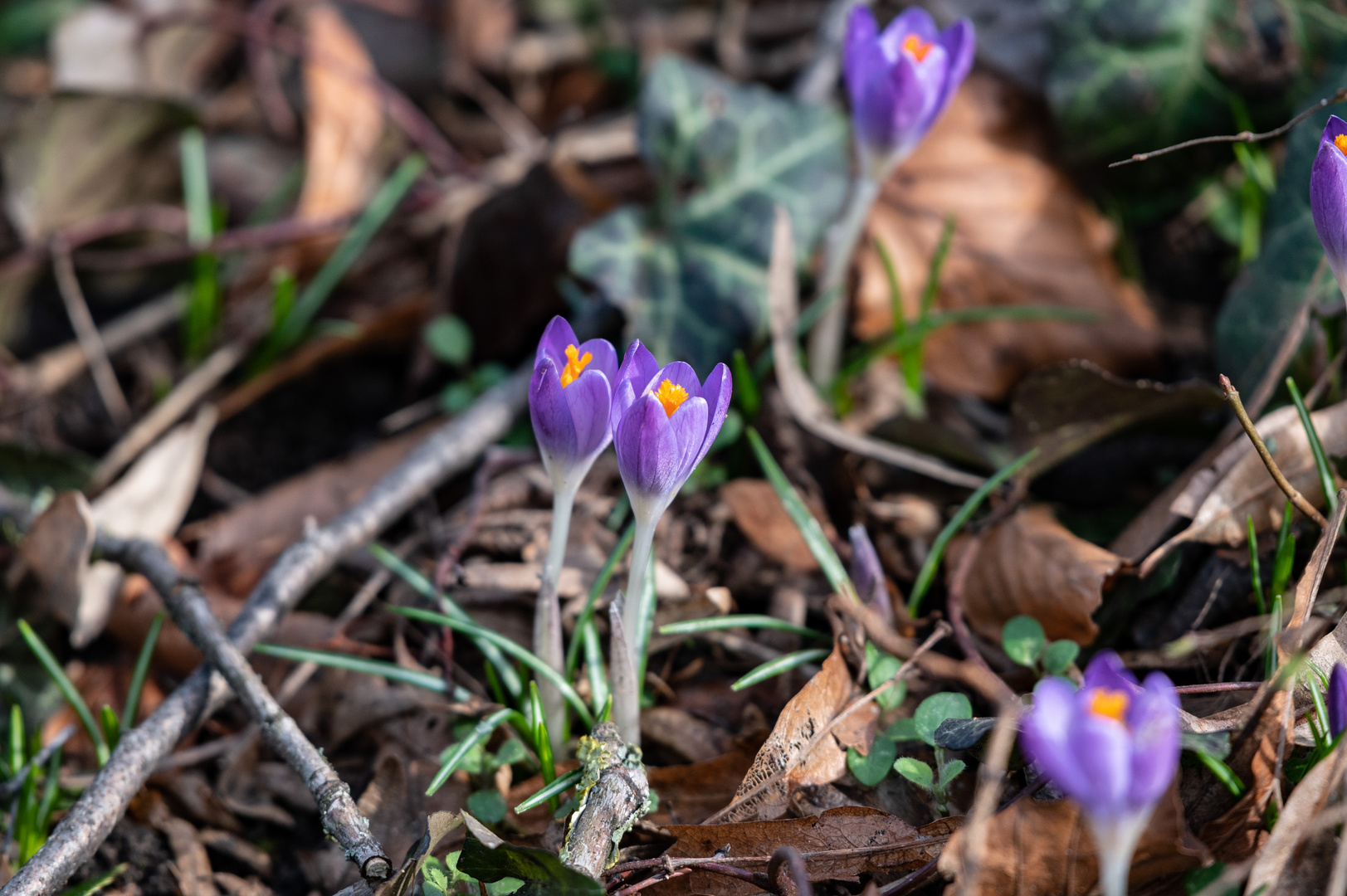 Krokusse im Fürther Stadtpark 