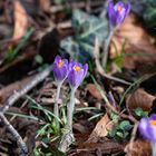 Krokusse im Fürther Stadtpark 