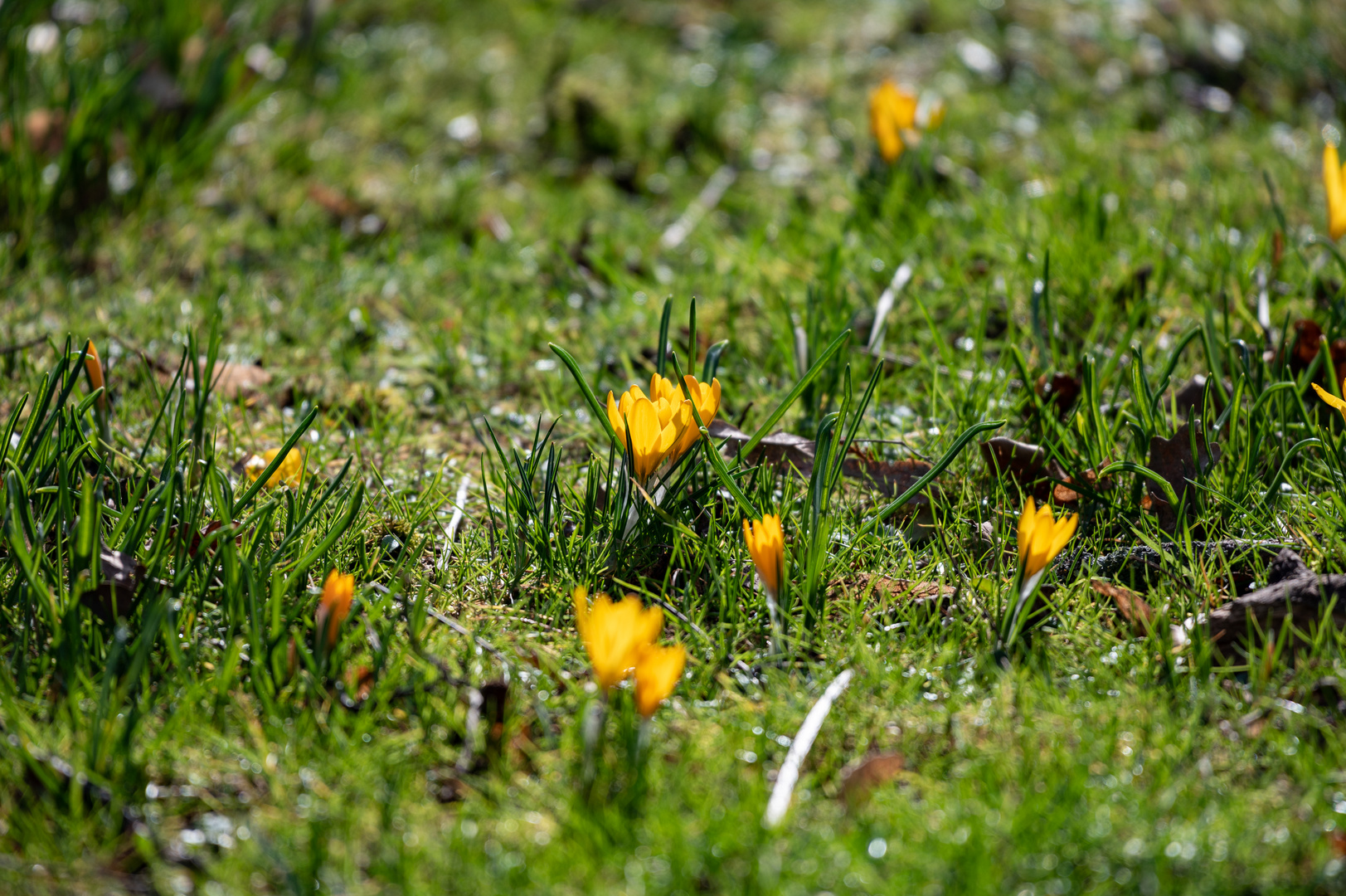 Krokusse im Fürther Stadtpark