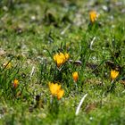 Krokusse im Fürther Stadtpark