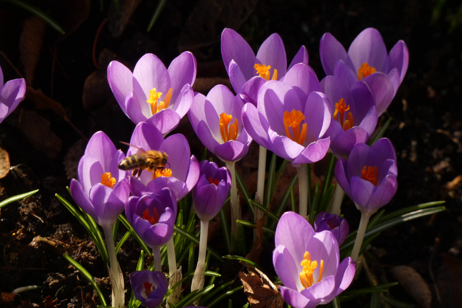 Krokusse im Garten