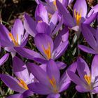 Krokusse im Garten