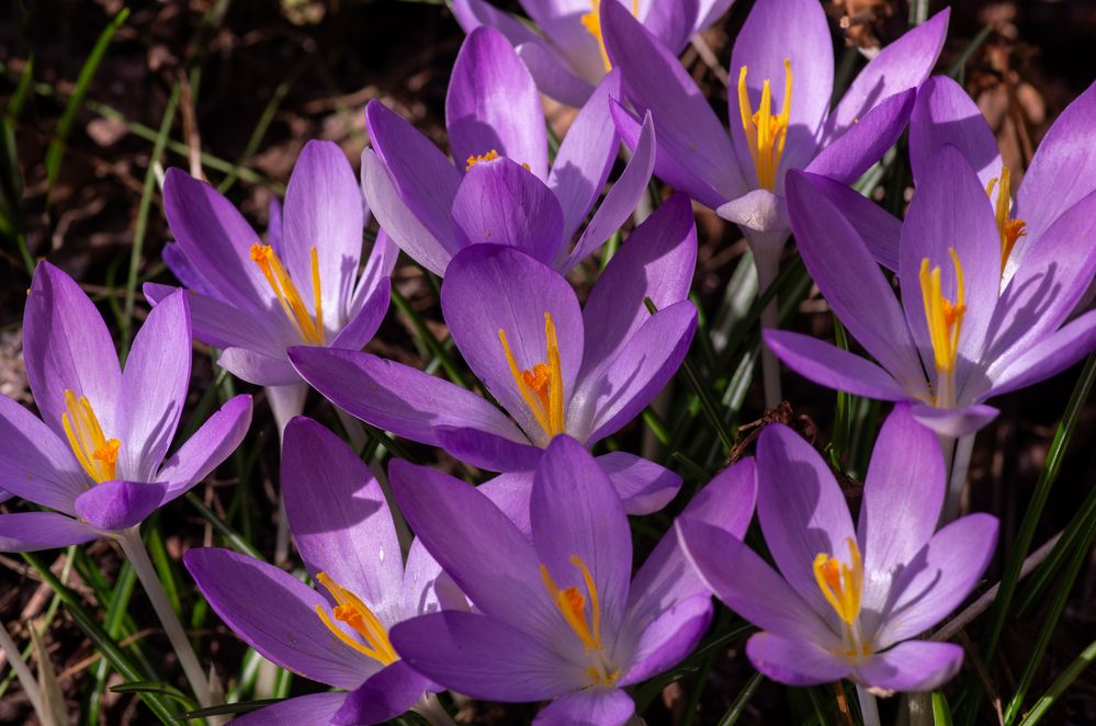 Krokusse im Garten Foto & Bild nah & makro, pflanzen, pilze