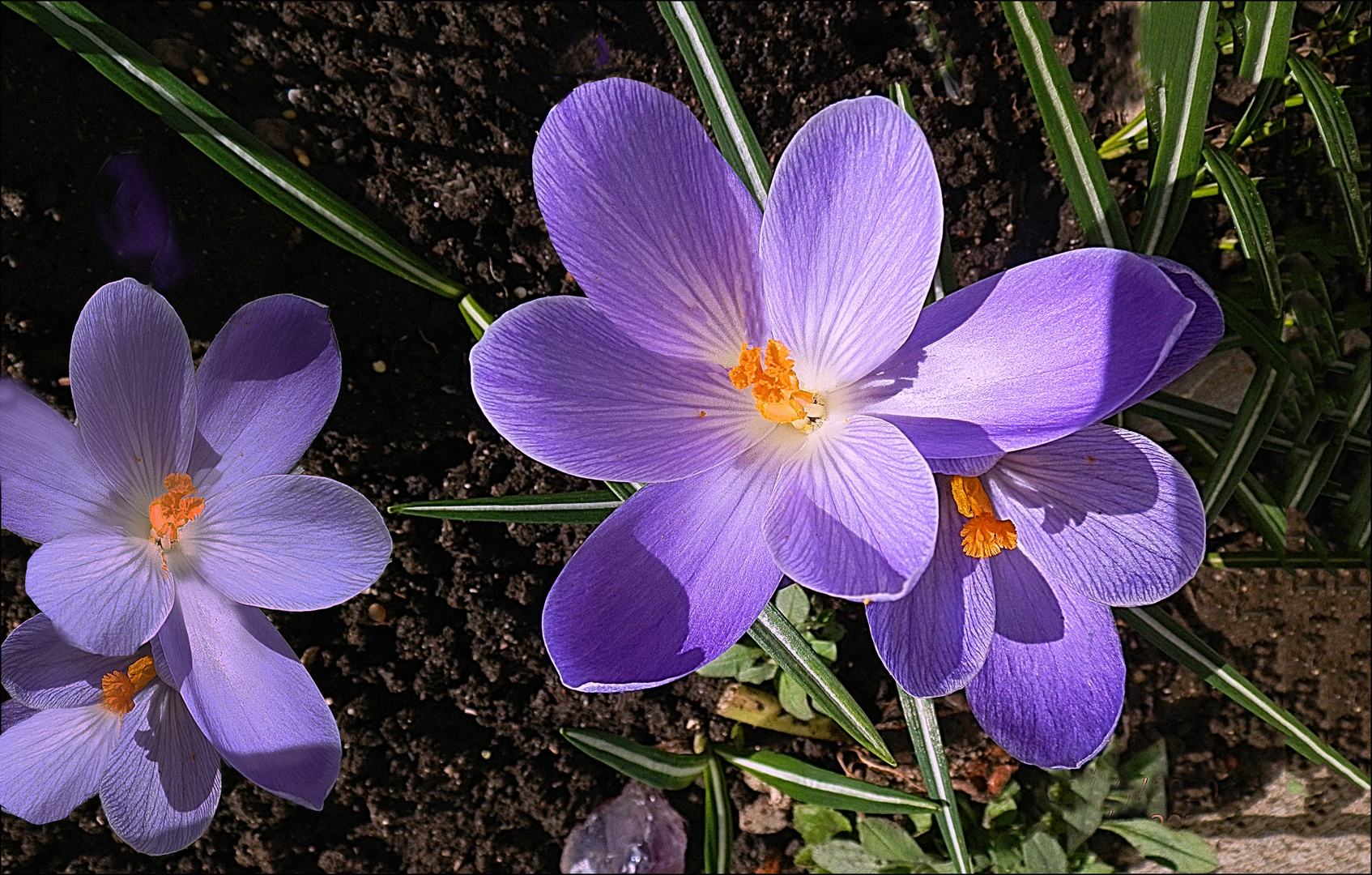 Krokusse im Garten .