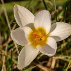 Krokusse im Garten