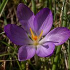 Krokusse im Garten