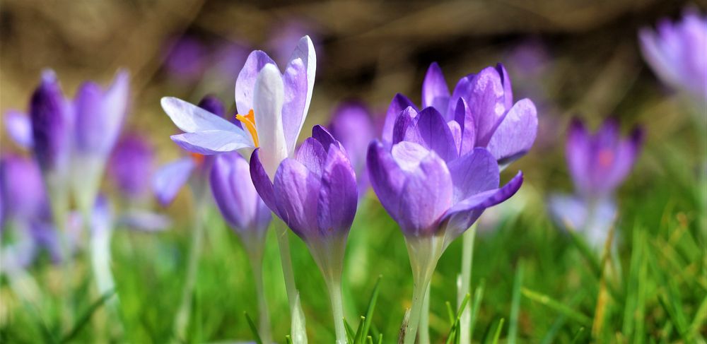 Krokusse im Garten