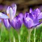 Krokusse im Garten