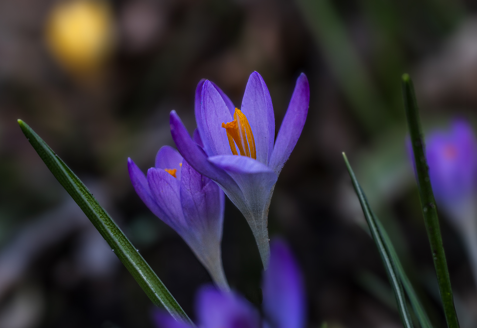 39+ Krokusse Im Frühjahr Pflanze, Manche sorten blühen aber auch