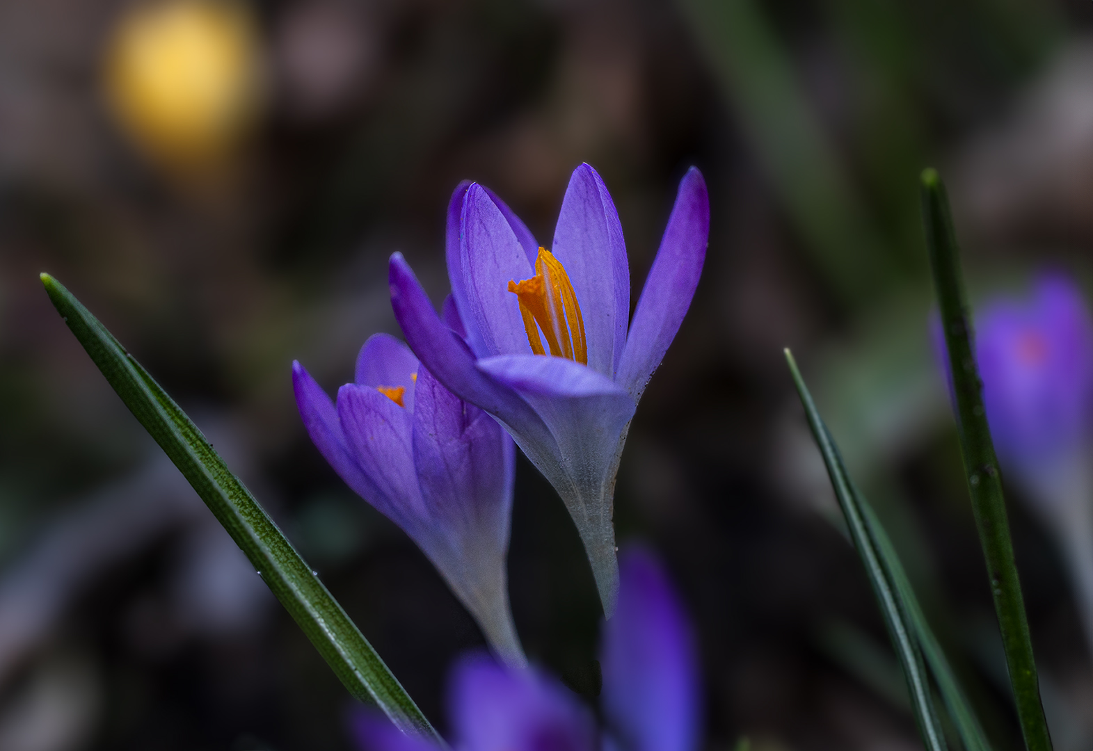 Krokusse im Garten